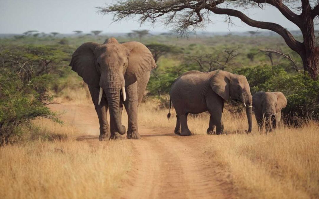 Vivez l&rsquo;aventure ultime en safari au parc Kruger